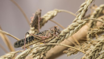 Agricultural commodities: trading opportunities from global volatility.